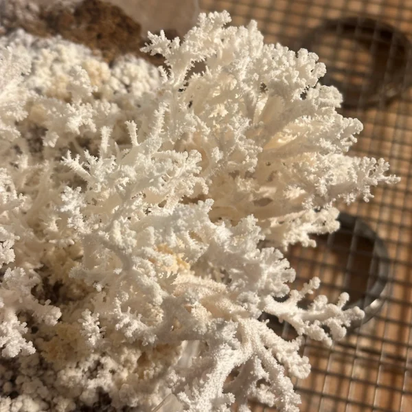 hericium coralloides “Coral comb” mushroom on brown substrate