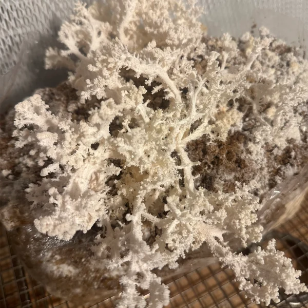hericium coralloides “Coral comb” mushroom on brown substrate