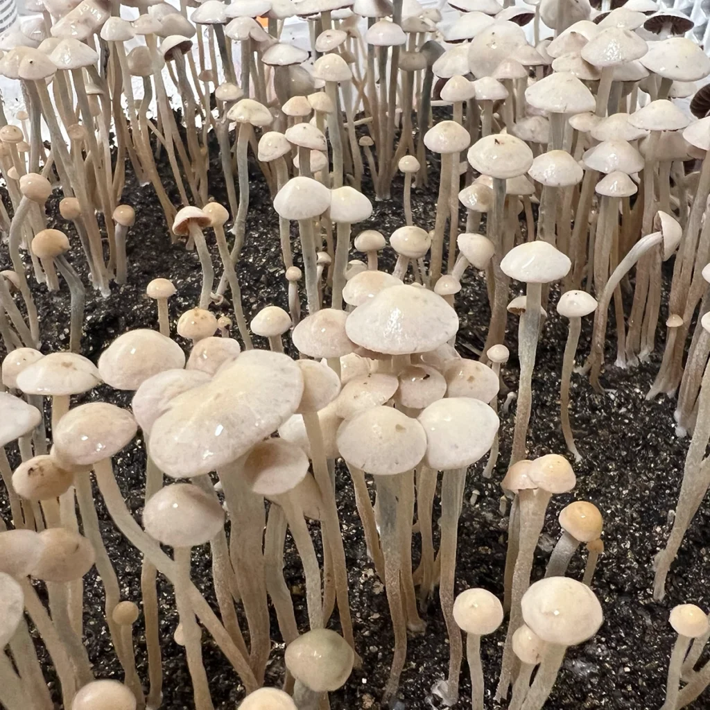 flush of panaeolus cyanescens freehawk mushrooms in tub