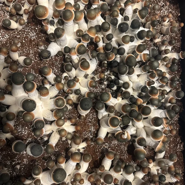 flush of green capped pe uncut mushrooms in a tub