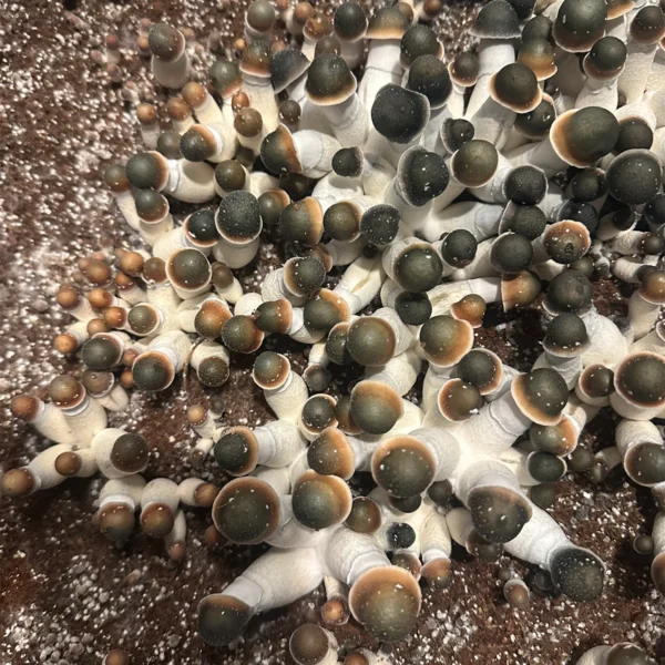 flush of green capped pe uncut mushrooms in a tub