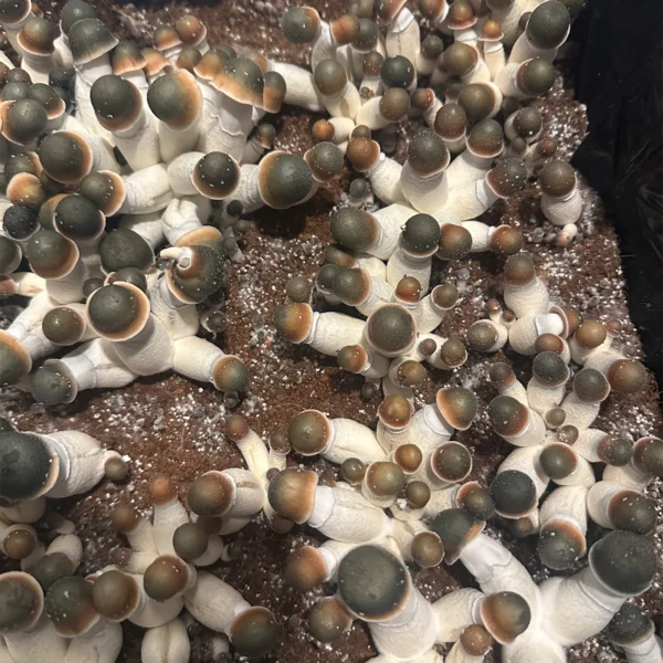 flush of green capped pe uncut mushrooms in a tub