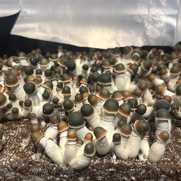 flush of green capped pe uncut mushrooms in a tub