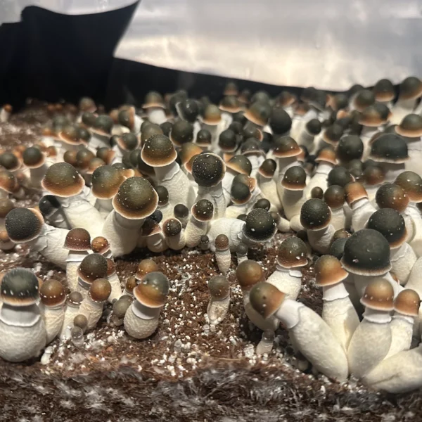 flush of green capped pe uncut mushrooms in a tub