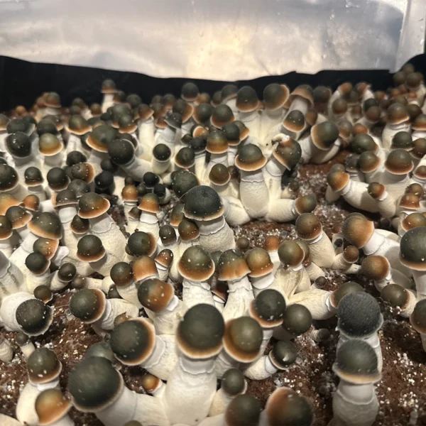 flush of green capped pe uncut mushrooms in a tub