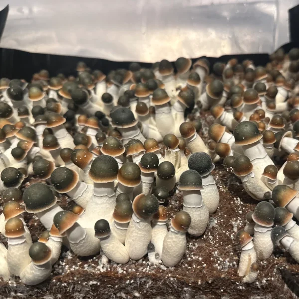 flush of green capped pe uncut mushrooms in a tub