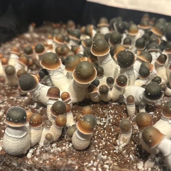 flush of green capped pe uncut mushrooms in a tub