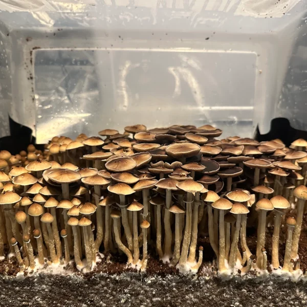 flush of pearl harbor cubensis mushrooms
