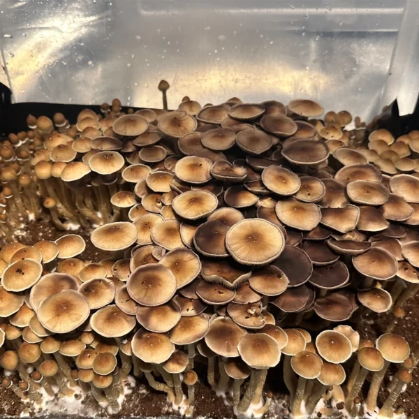 flush of pearl harbor cubensis mushrooms