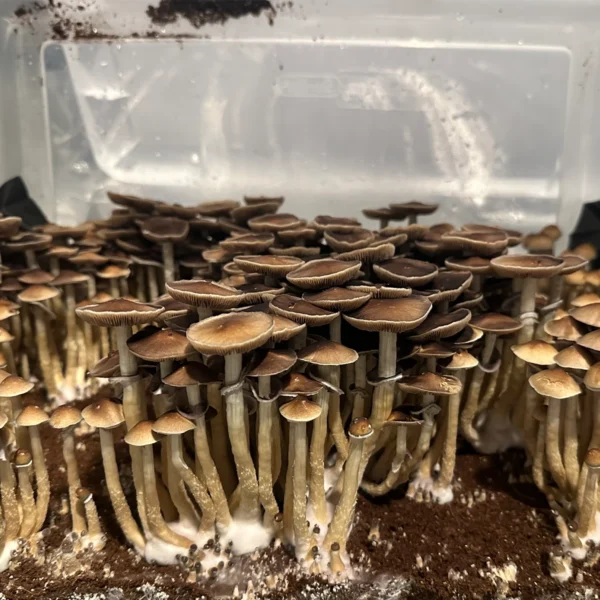 flush of pearl harbor cubensis mushrooms