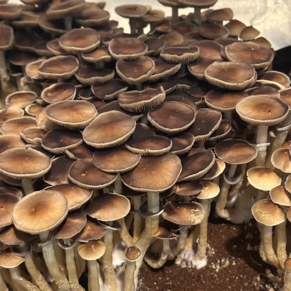 flush of pearl harbor cubensis mushrooms