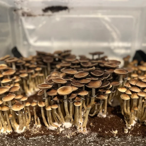 flush of pearl harbor cubensis mushrooms