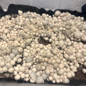 large flush of albino bluey vuitton spore swab mushrooms