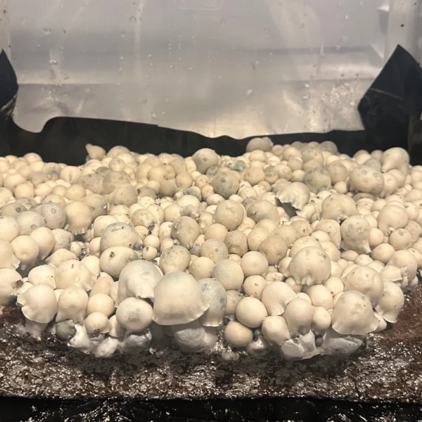 large flush of albino bluey vuitton spore swab mushrooms
