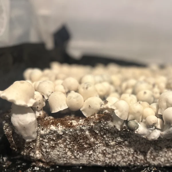 large flush of albino bluey vuitton spore swab mushrooms