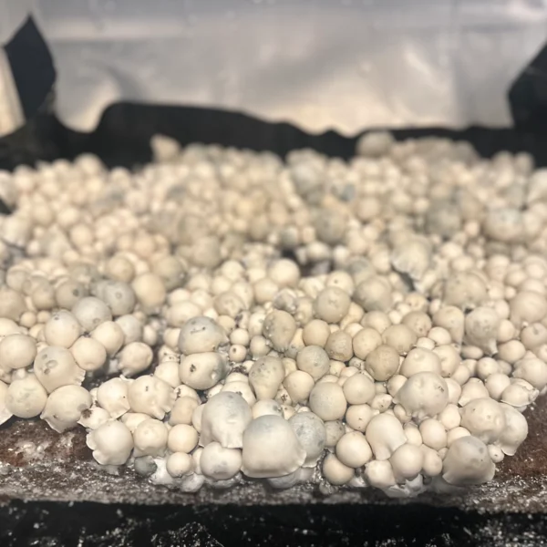 large flush of albino bluey vuitton spore swab mushrooms