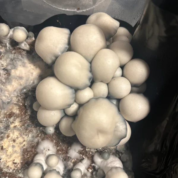 large flush of albino bluey vuitton spore swab mushrooms