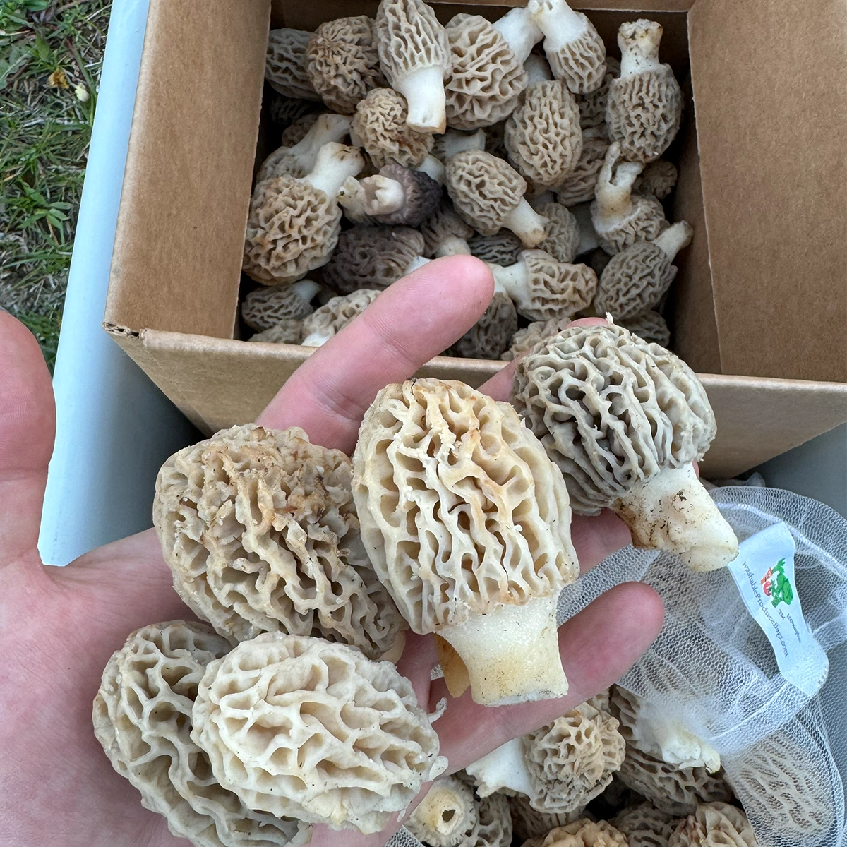blonde morel mushrooms in a hand, with a large box of morels in the backround