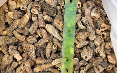 Forage to Feast: Exploring the Biology and Culinary Magic of Morel Mushrooms