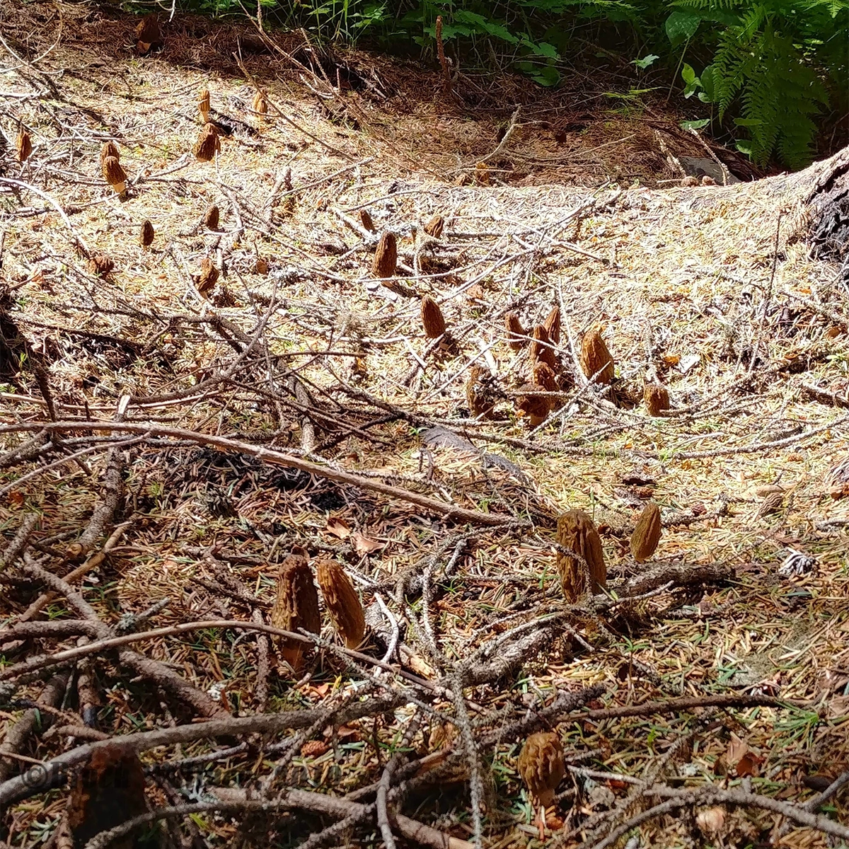 patch of morel mushrooms on the forest floor