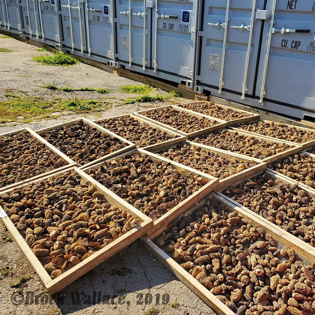 large drying racks filled to the brim with morel mushrooms