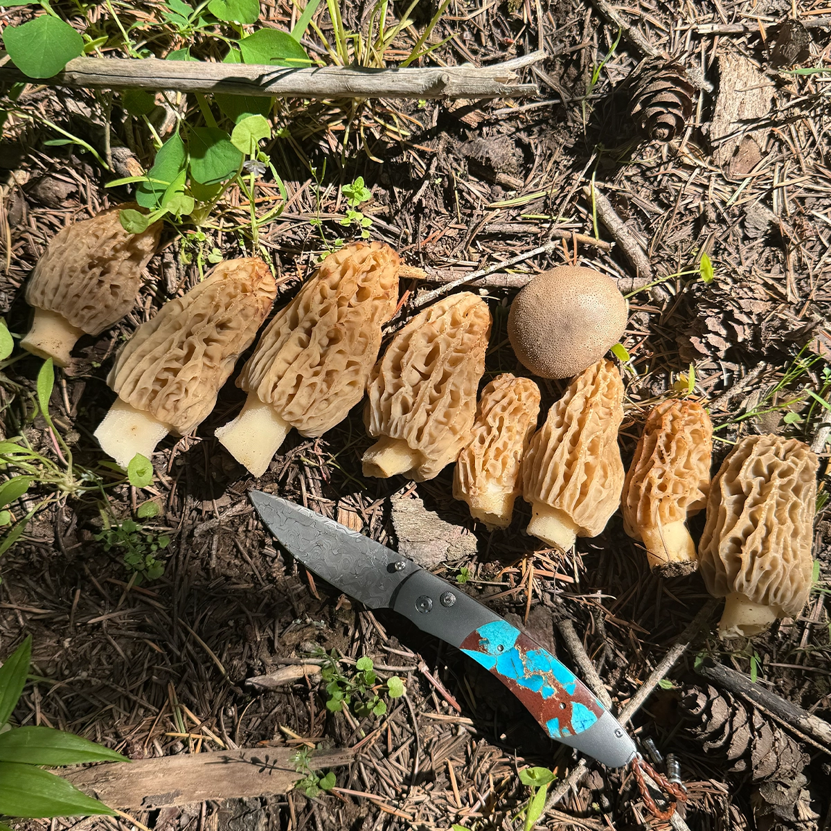a dozen morel mushrooms on the forest floor