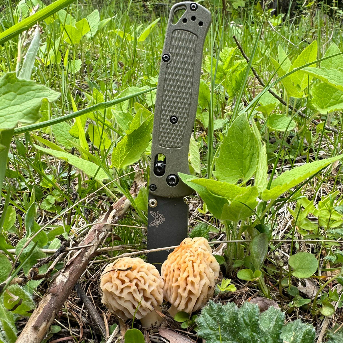 Morel mushrooms in forest floor with green plants and a knife