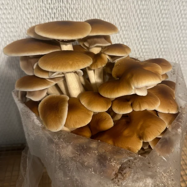 large flush of pioppino mushrooms growing from bag