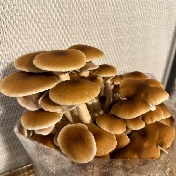 large flush of pioppino mushrooms growing from bag