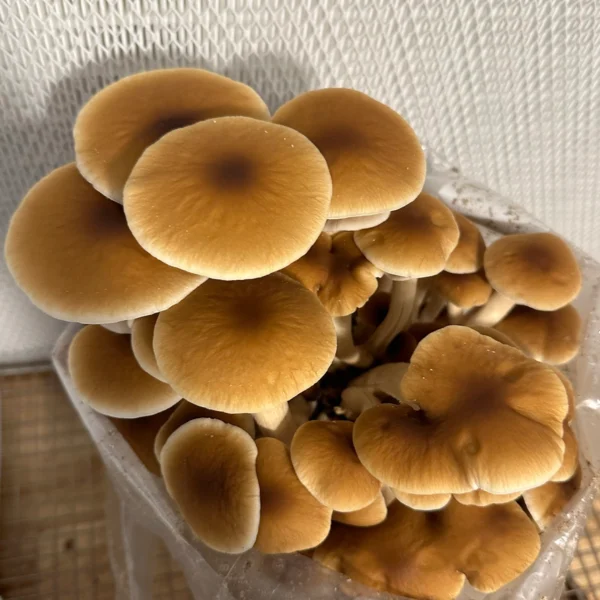 large flush of pioppino mushrooms growing from bag