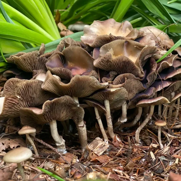 large flush of psilocybe ovoideocystdiata mushrooms growing amongst green foliage
