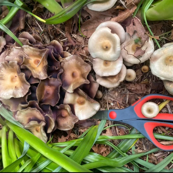 large flush of psilocybe ovoideocystdiata mushrooms growing amongst green foliage