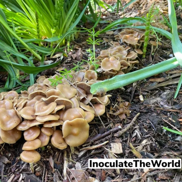 large flush of psilocybe ovoideocystdiata mushrooms growing amongst green foliage