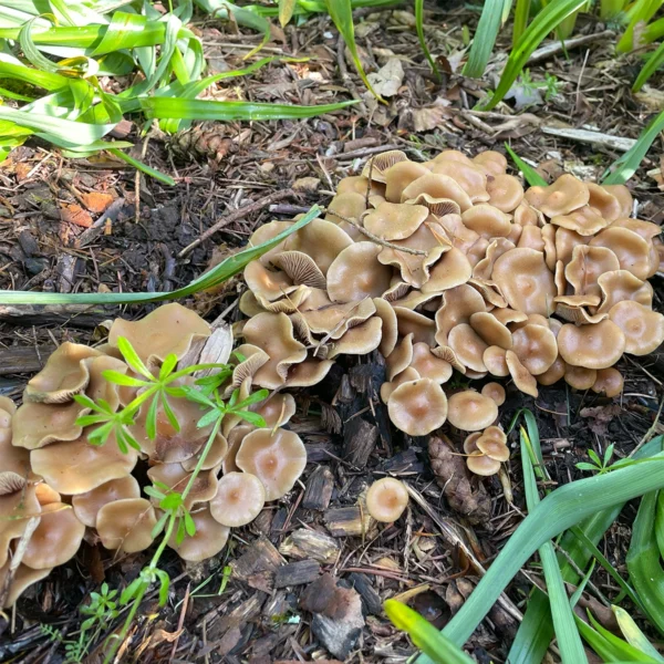 large flush of psilocybe ovoideocystdiata mushrooms growing amongst green foliage