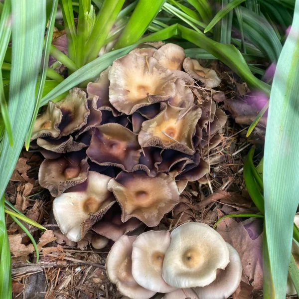 large flush of psilocybe ovoideocystdiata mushrooms growing amongst green foliage