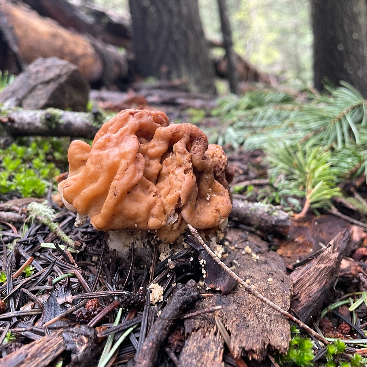a closeup of a verpa mushroom, also known as a false morel