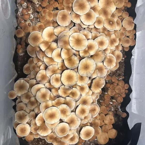 large flush of south american cubensis spore syringe mushrooms growing from tub