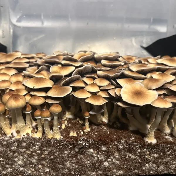large flush of south american cubensis spore syringe mushrooms growing from tub