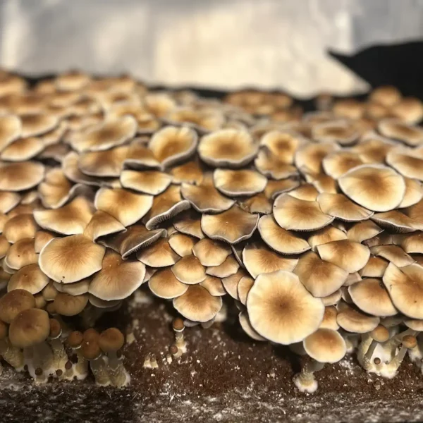 large flush of south american cubensis spore syringe mushrooms growing from tub