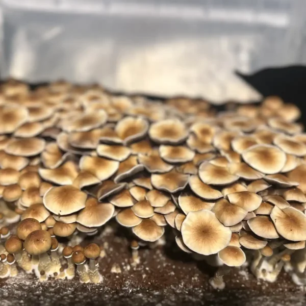 large flush of south american cubensis spore syringe mushrooms growing from tub
