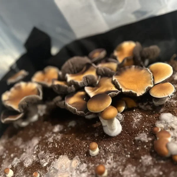 large flush of southeast houston cubensis spore syringe mushrooms growing from tub