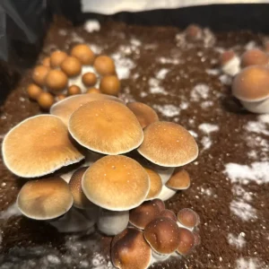 large flush of southeast houston cubensis spore syringe mushrooms growing from tub