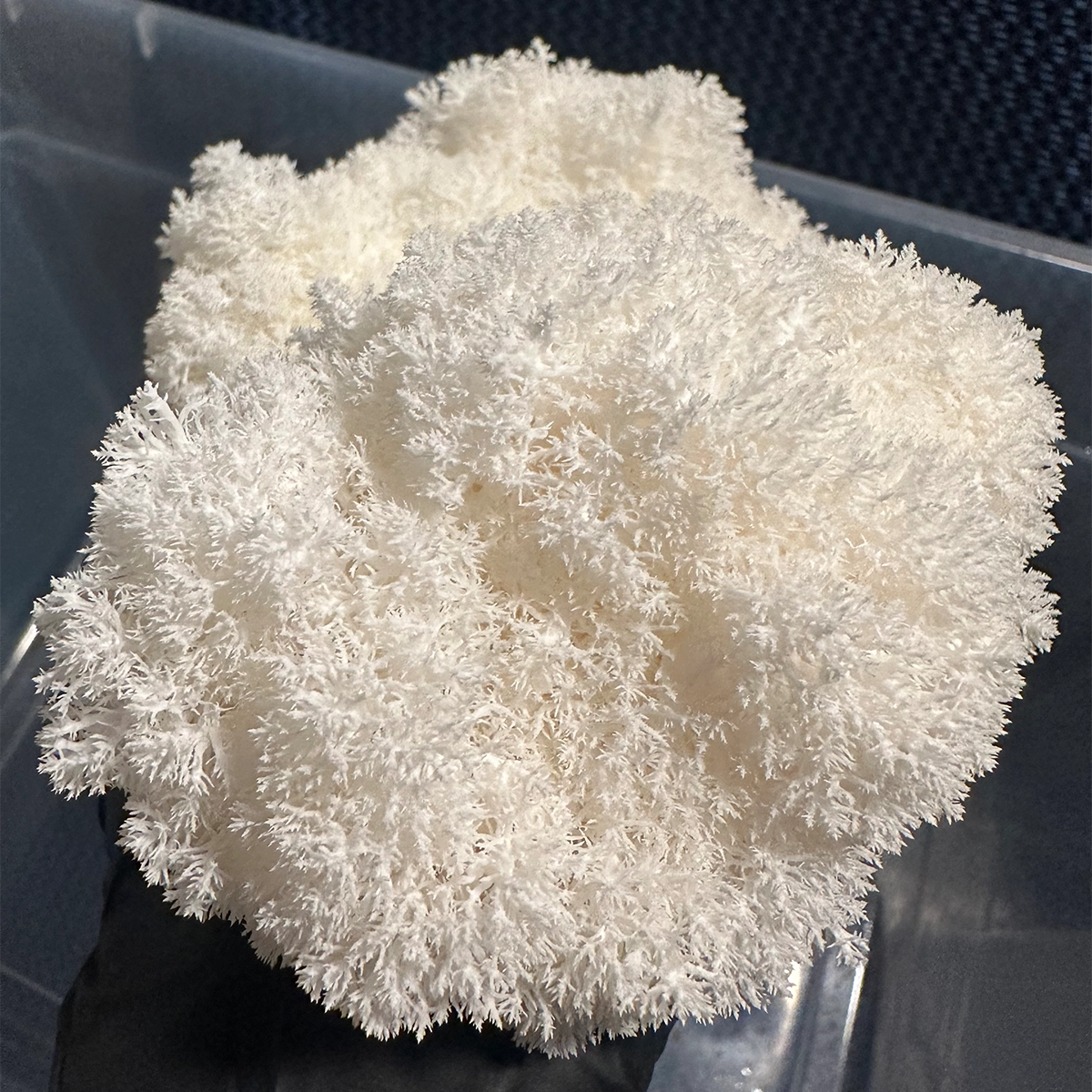 white cluster of hericium abietis mushroom