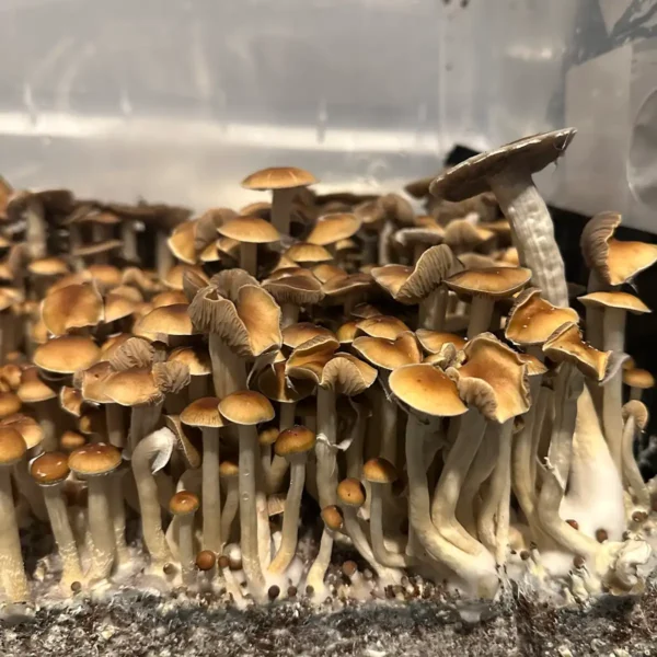 large flush of malabar cubensis spore syrine mushrooms in a tub