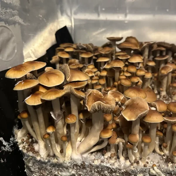 large flush of malabar cubensis spore syrine mushrooms in a tub