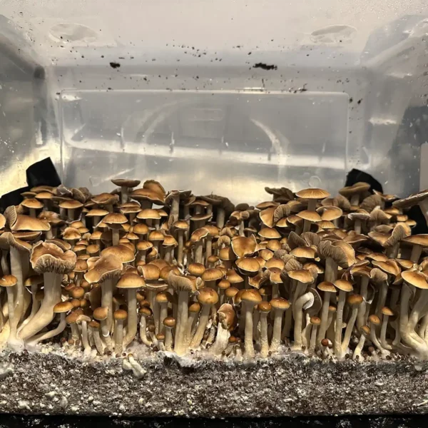 large flush of malabar cubensis spore syrine mushrooms in a tub