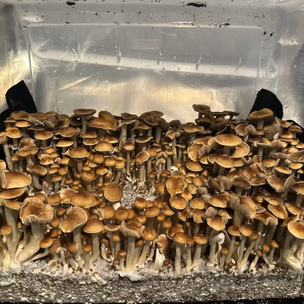 large flush of malabar cubensis spore syrine mushrooms in a tub