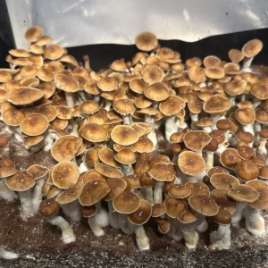 large flush of mexi red spore isolated syringe mushrooms in a tub