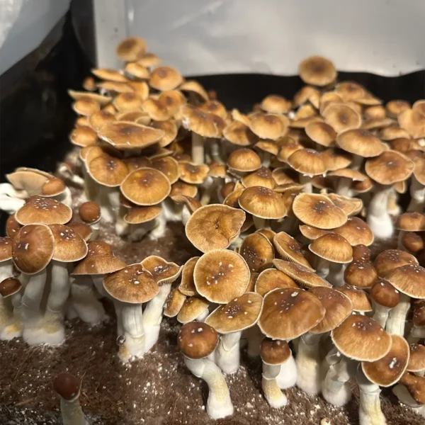 large flush of mexi red spore isolated syringe mushrooms in a tub