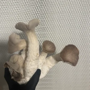A side view of Black Pearl King Oyster Liquid Culture Mushrooms.